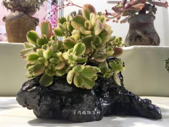 公认最美4种多肉植物图片,2014年上海多肉植物展图片