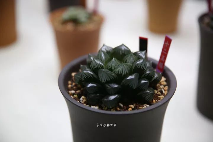 公认最美4种多肉植物图片,2014年上海多肉植物展图片