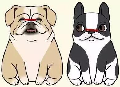 英牛法牛,英牛和法牛杂交品种