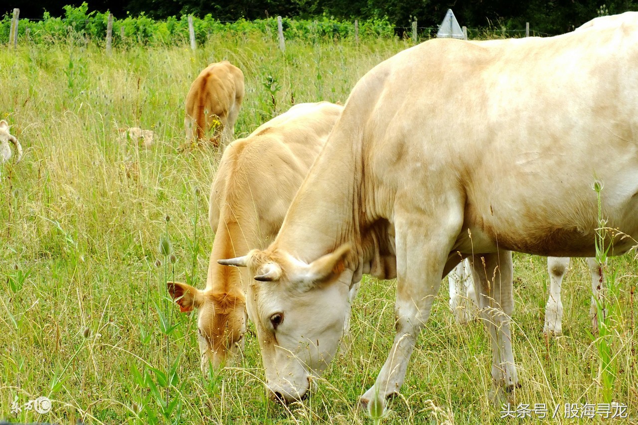 抓住强势牛股的最好方法,日线捕捉牛股的方法