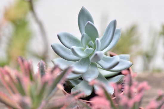 哪种不死鸟多肉好看,非常好看的不死鸟多肉