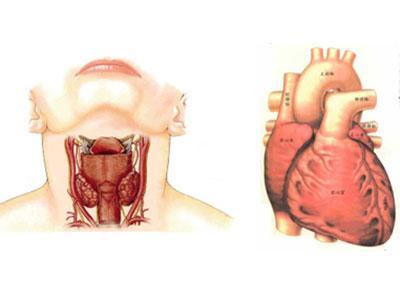 甲亢跟高血压一样吗,甲亢跟肺有关系吗