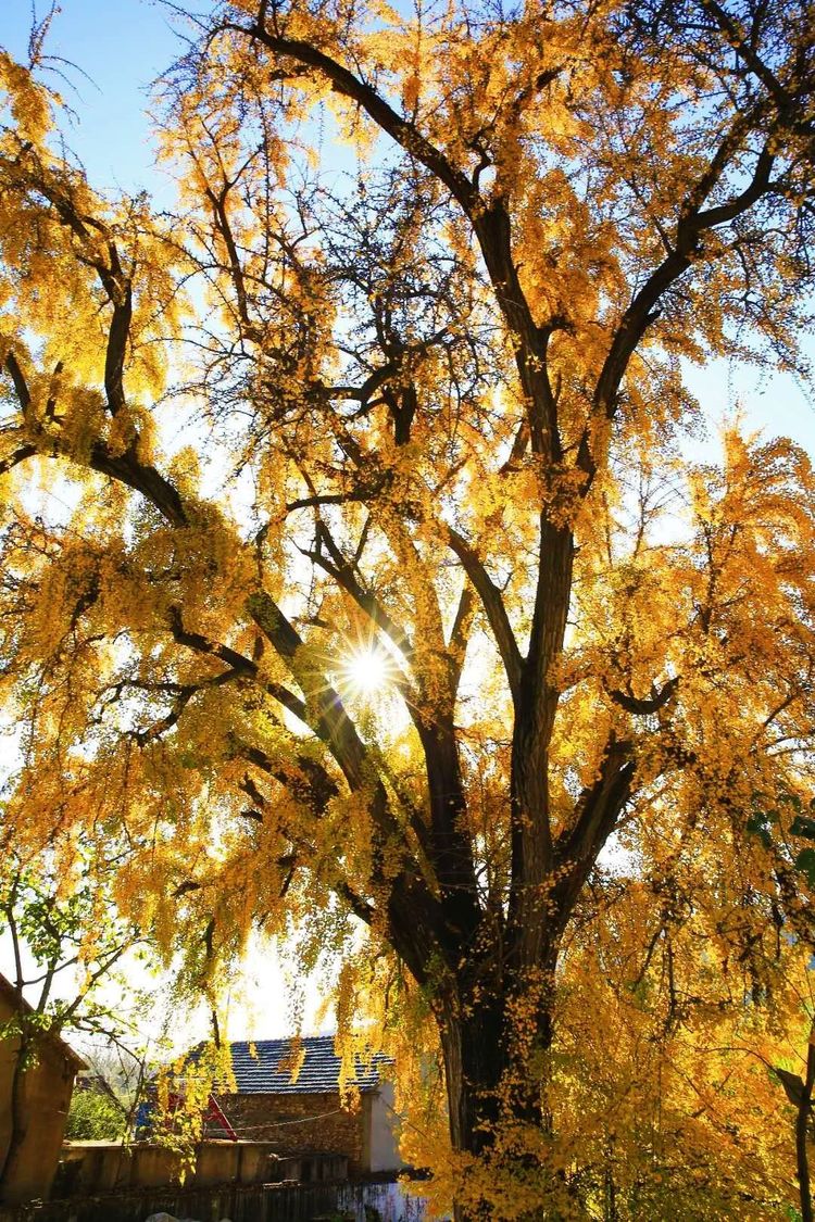 金秋沂南,诗意流淌有那么一群爱美的人,把秋季沂南送到你面前