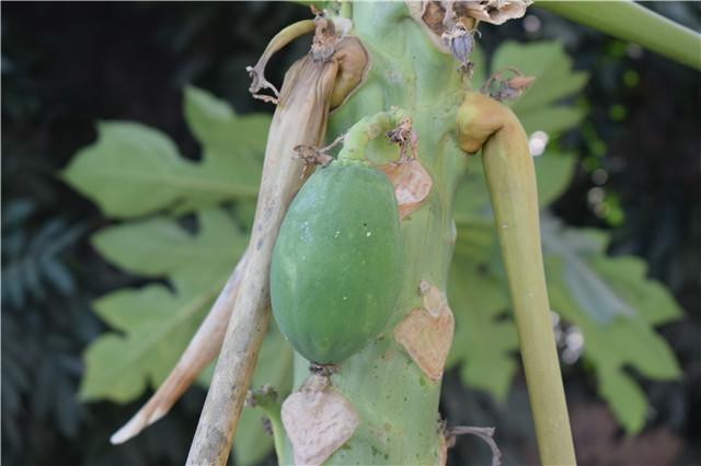 自家树上种的木瓜,在你家门口种了棵树你该怎么办