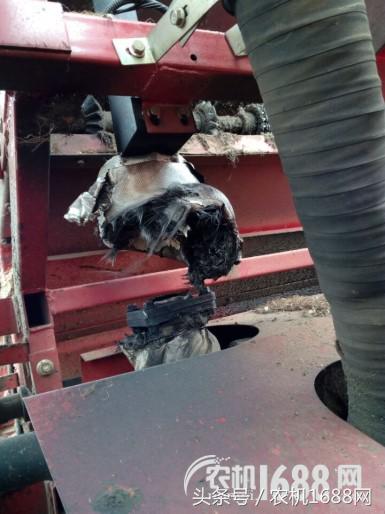 雷沃履带三行玉米收割机最新款,13年雷沃大三行玉米收获机