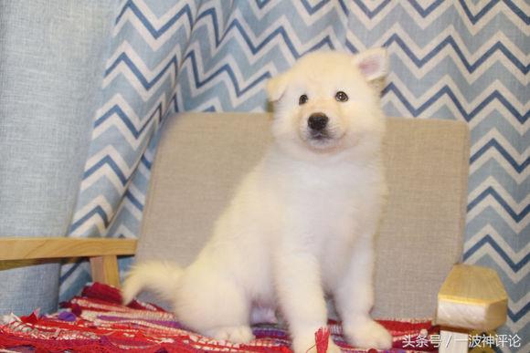 临产阿拉斯加,阿拉斯加过了临产期怎么办