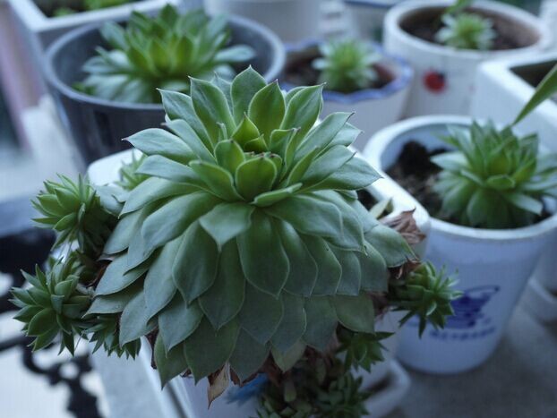 观音莲的病害夏天养殖方法,观音莲座蕨病虫害