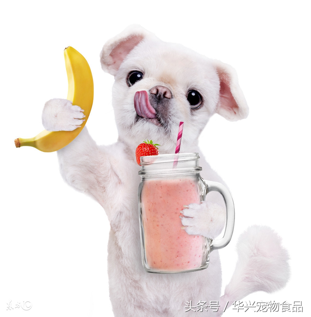 狗狗不吃新买的狗粮怎么办,幼犬不要吃新狗粮怎么办