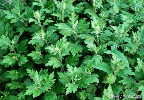 原来艾草这样泡脚用，人既不易生病，还可以预防4种病症！