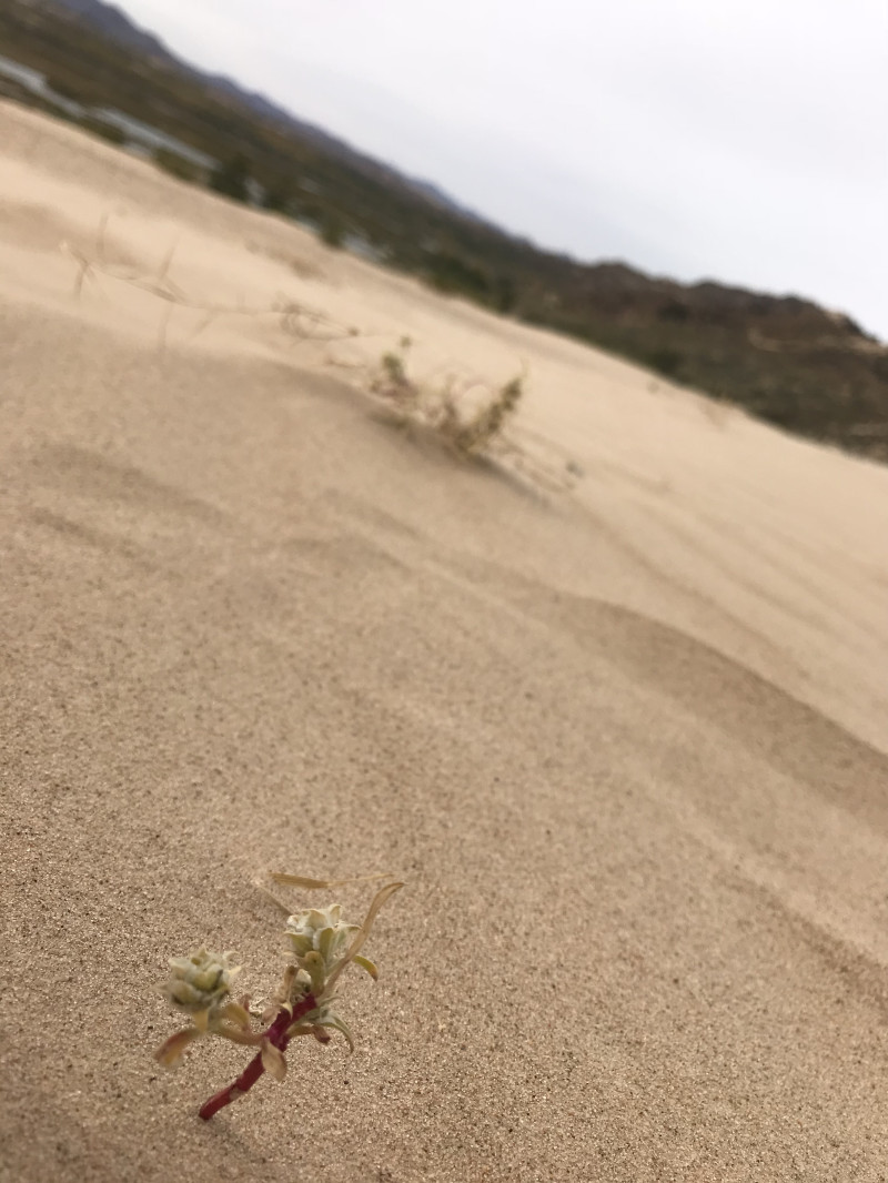自驾赤峰草原2日,自驾赤峰草原视频