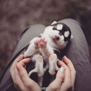 犬种百科之苏格兰牧羊犬,犬种百科德牧犬