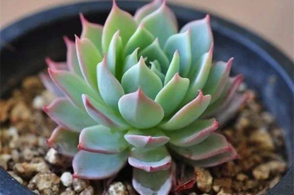 植物冻了怎么补救,植物干枯了还能救活吗