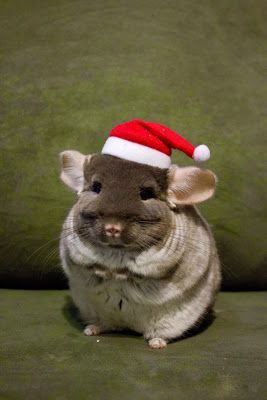 龙猫需要哪些生活用品,龙猫的窝最简单布置