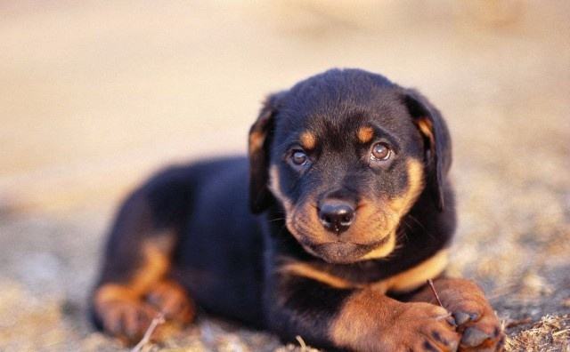 狗狗品种大全及图,狗狗品种大全价格