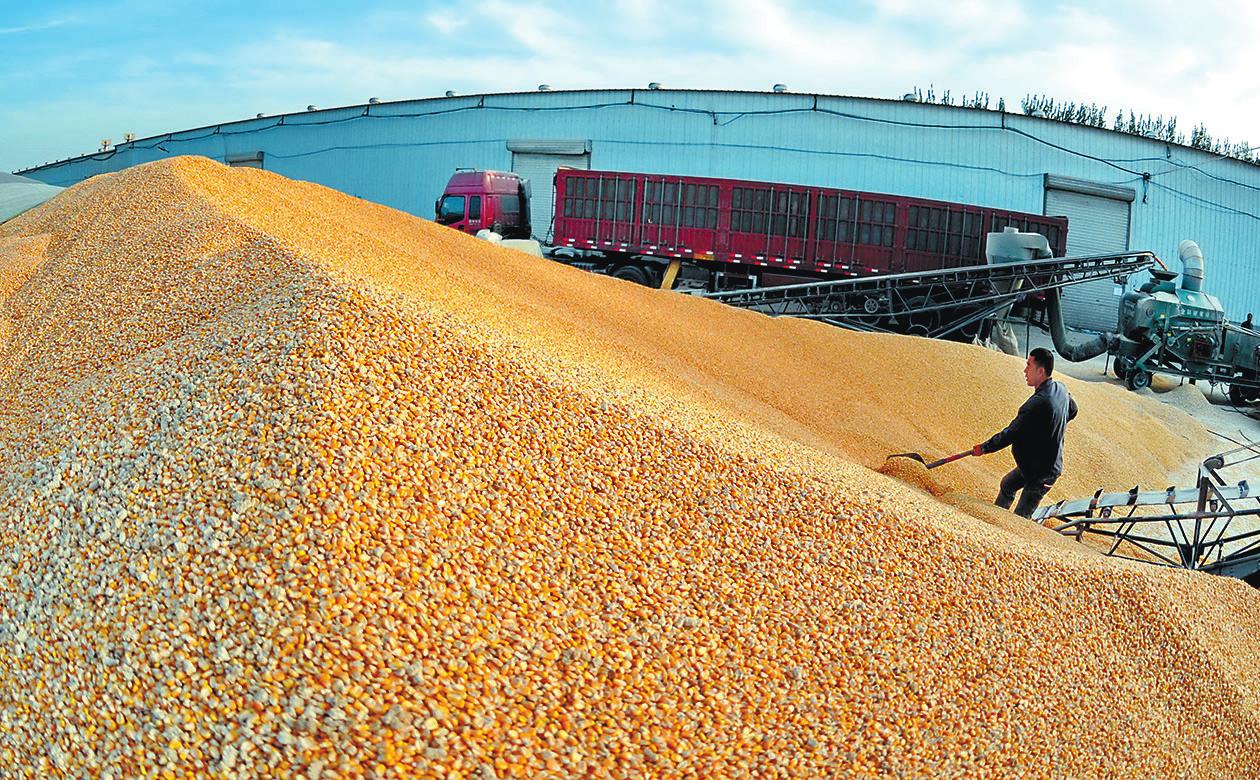 玉米卖不了存粮食银行，不仅保质赚利息，还防止收购企业拖欠粮款