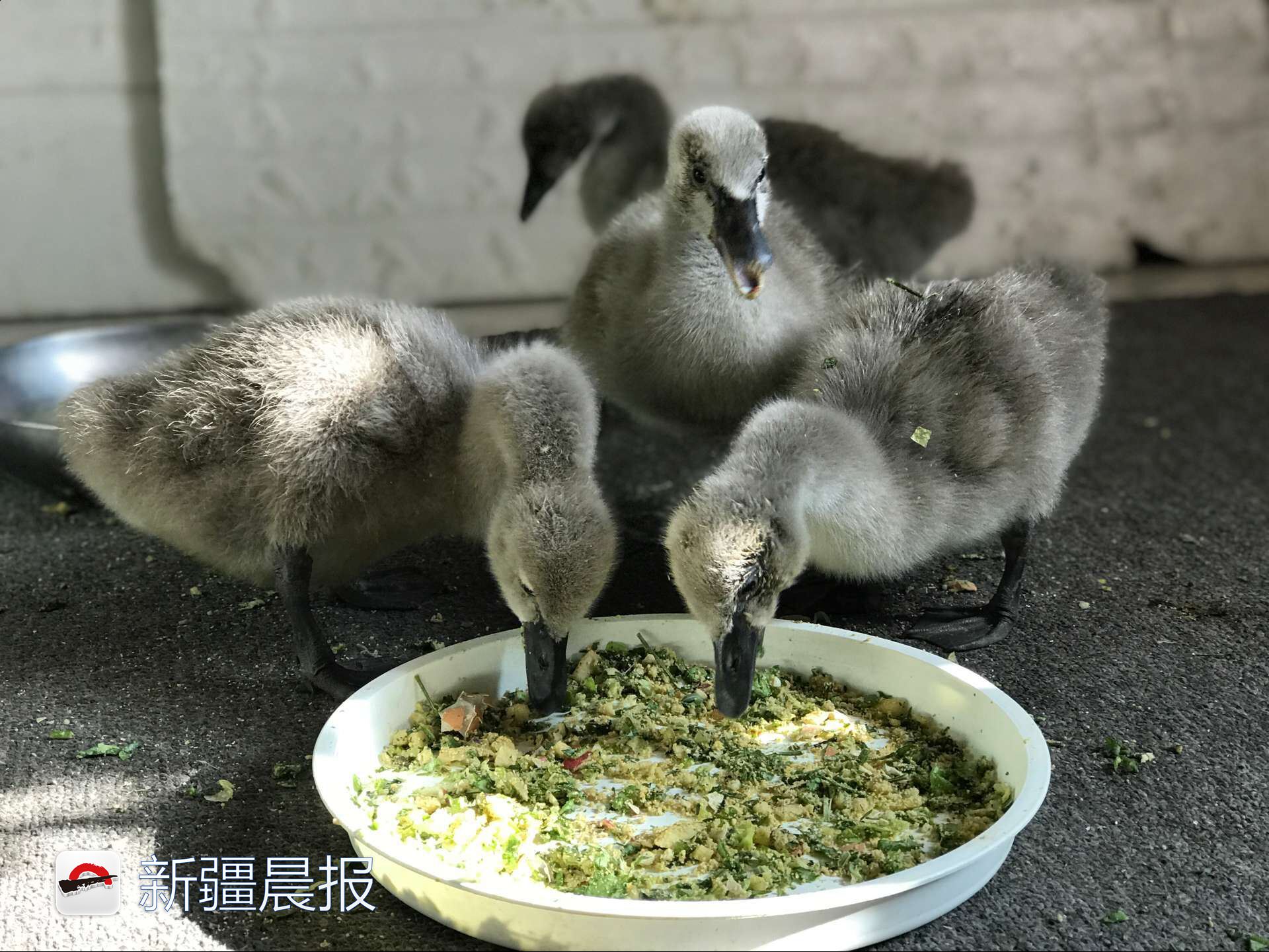 心都萌化了婴儿,心都萌化了小说