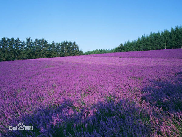 蓝调薰衣草庄园门票,蓝调薰衣草庄园月季花