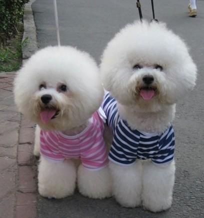 关于泰迪犬的冷知识,泰迪狗冬天如何保暖呢视频