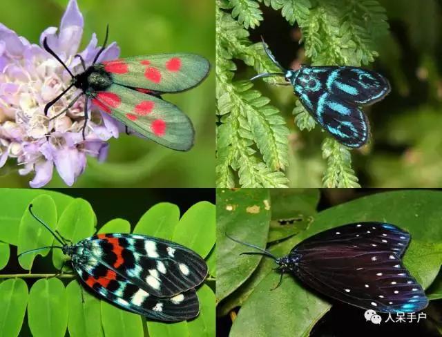 幺蛾子介绍,蛾子的宝宝