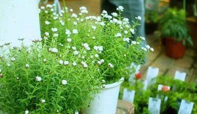 植物冻了怎么补救,植物干枯了还能救活吗