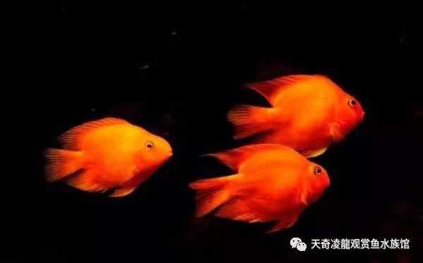 鹦鹉烂鳃的治疗方法,鹦鹉烂甲怎么治疗