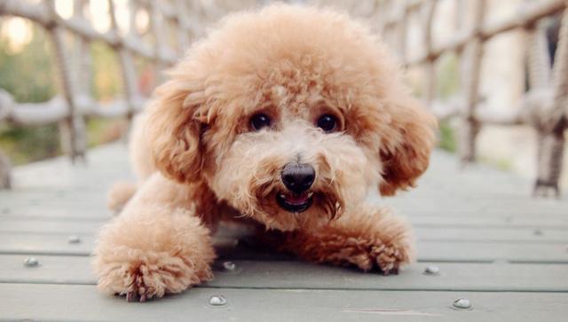 关于泰迪犬的冷知识,泰迪狗冬天如何保暖呢视频