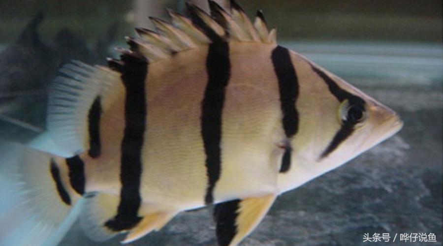 观赏鱼大缸单养霸气的泰国虎鱼,高端观赏鱼泰国虎鱼怎么样