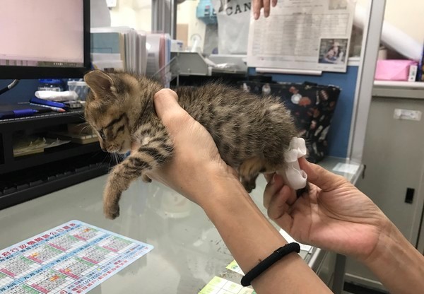 猫铲屎器怎么放猫砂盆上,怎么教猫咪去猫砂盆上厕所