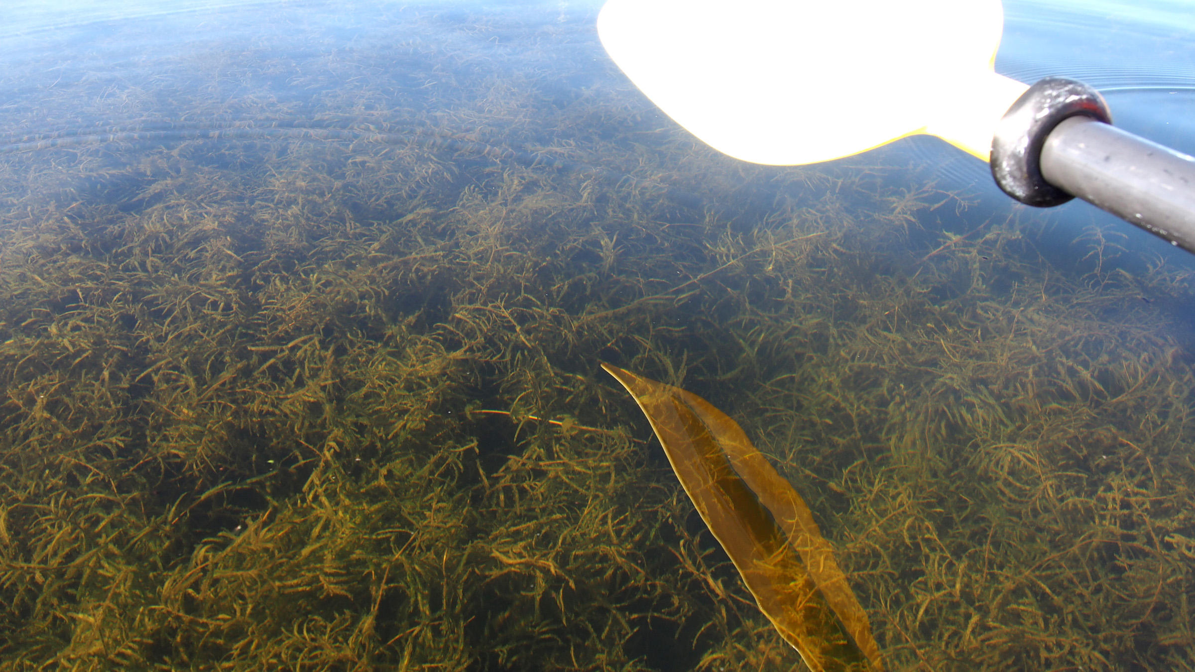 水至清则无鱼游泳,水至清则无鱼但是还是有很多鱼