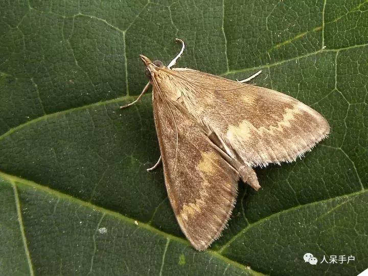 幺蛾子介绍,蛾子的宝宝