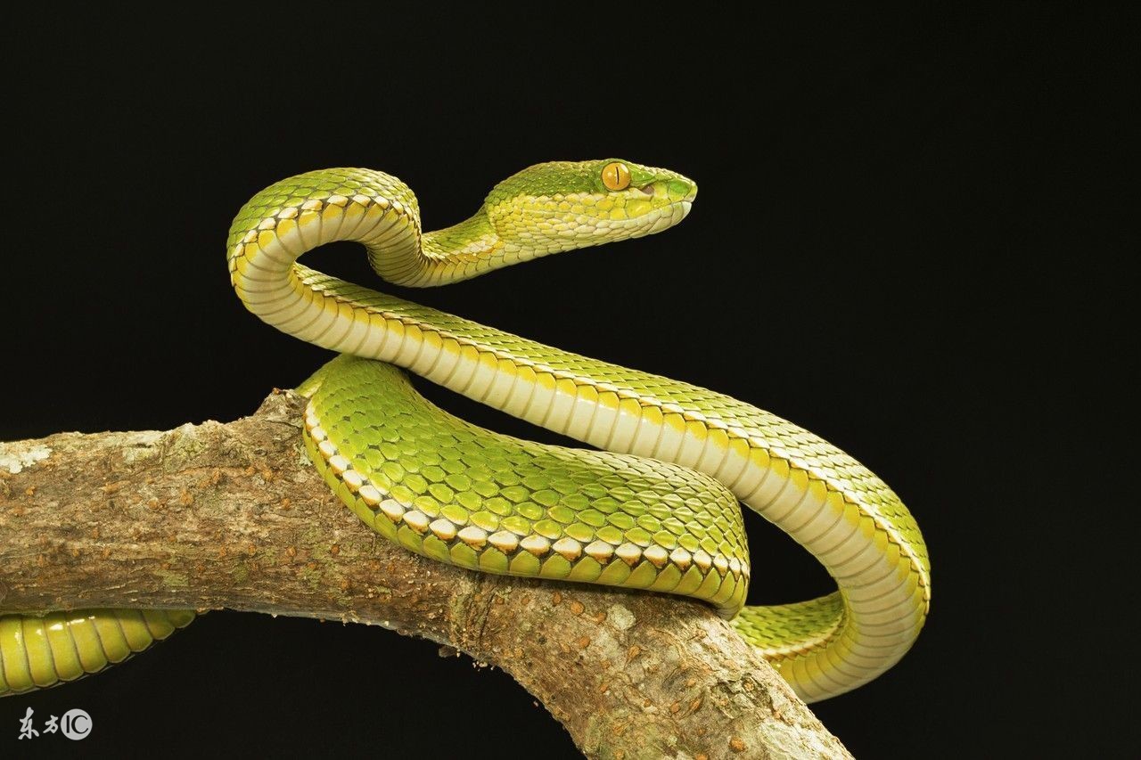 2019年生肖蛇运势大全,2019年生肖蛇每月运势大全