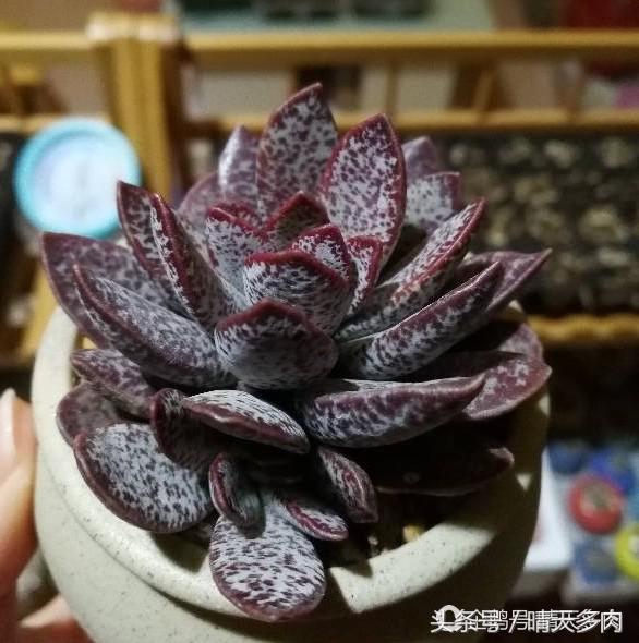 水泡系列的多肉品种大全,一见钟情情有独钟