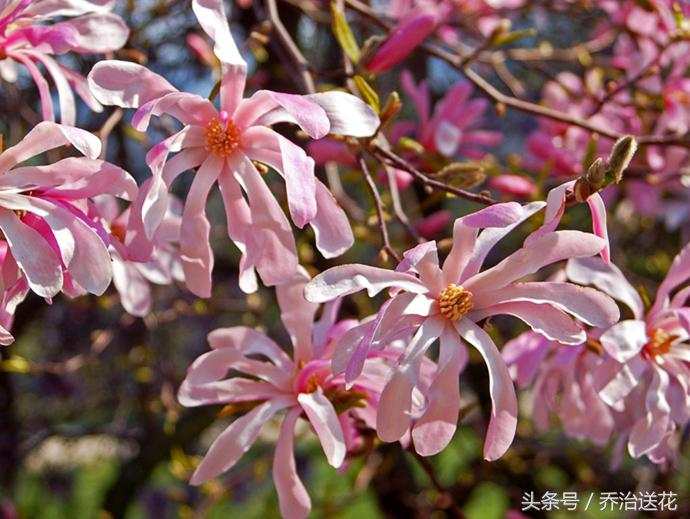祖玛珑香水星花木兰,祖马龙花木兰香氛