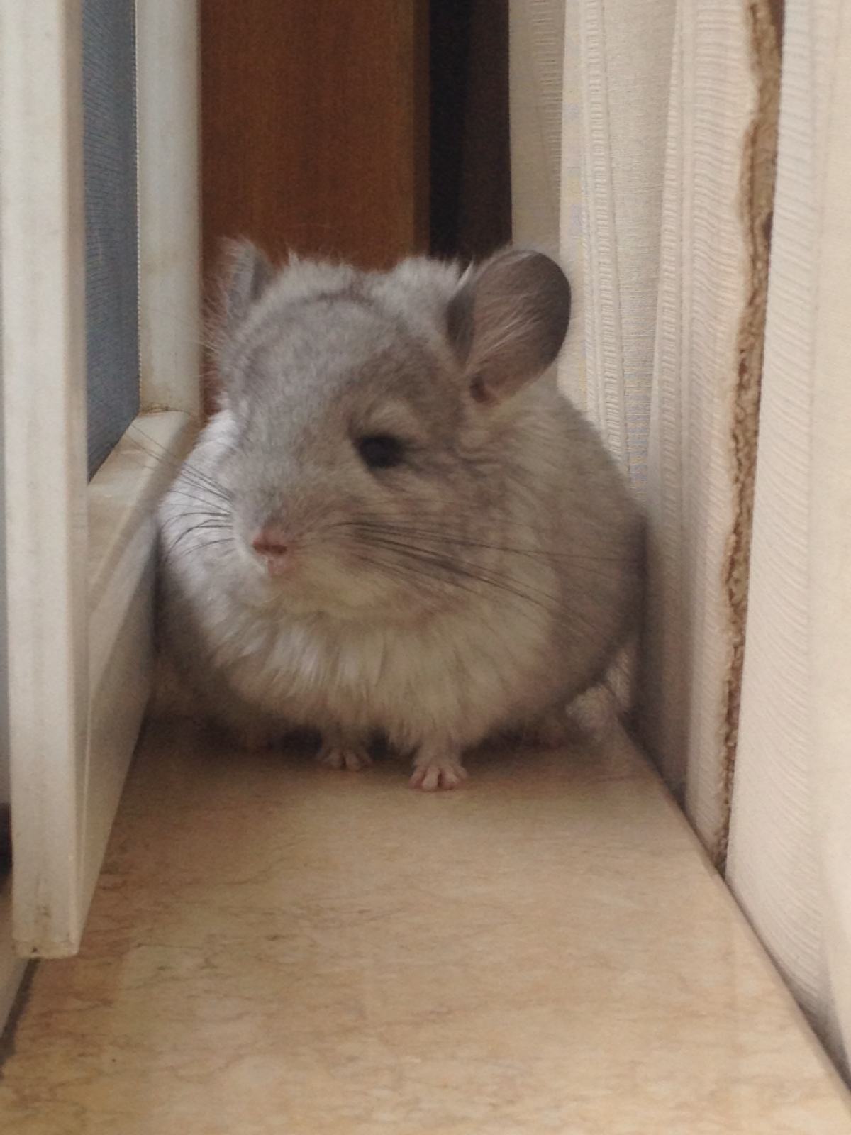 龙猫喂养最好的方法,龙猫喂养的正确方式