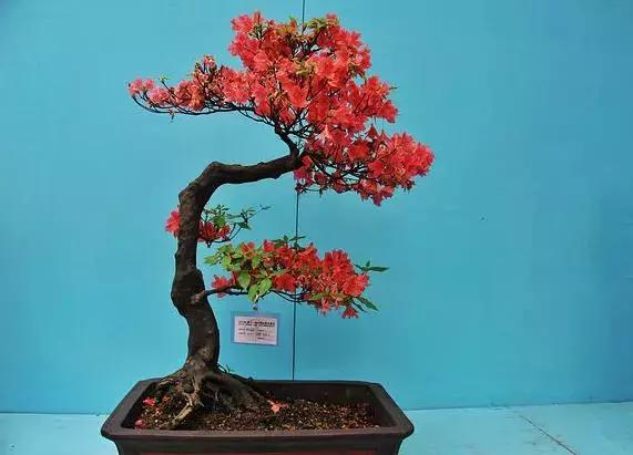 杜鹃花的鉴赏方法,关于杜鹃花的养护知识资料