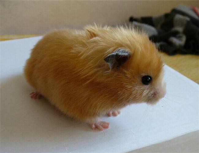 仓鼠饲养箱子,仓鼠饲养基地