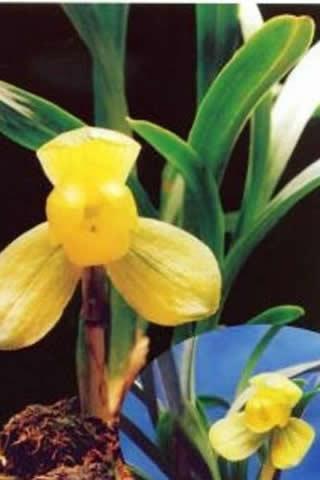 真正的天价兰花图片,兰花最名贵的品种多少钱一株