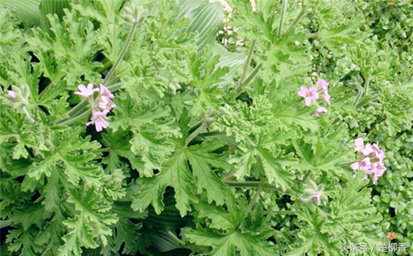 蚊净香草驱蚊效果好吗,蚊净香草驱蚊