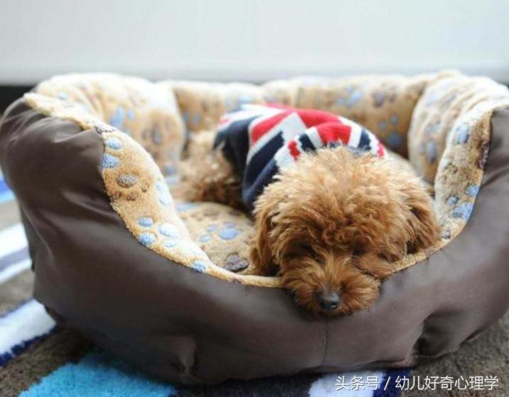 孩子被宠物狗咬伤怎么办,幼儿被宠物咬伤后的处理方法