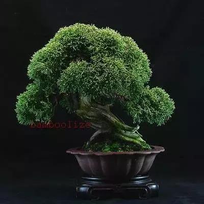 榆树盆景冬天在室内落叶吗,落叶盆景冬天怎么养护