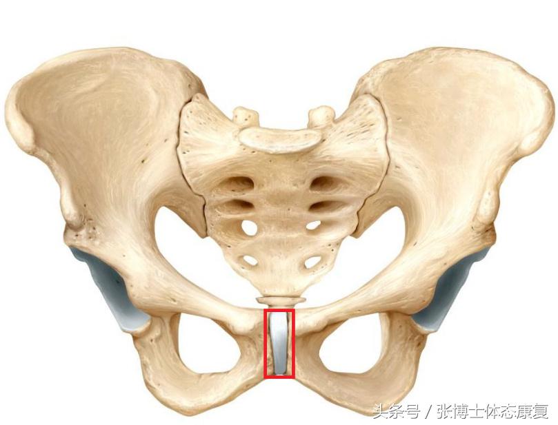 孕妇耻骨痛怎么锻炼,孕期耻骨疼多锻炼可以缓解吗