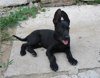 黑狼犬怎么样训练,黑狼犬训练的正确方法