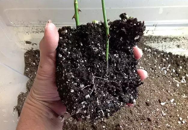 小瓶子手工制作小东西养花,省钱10大养花神器1个塑料瓶做出来