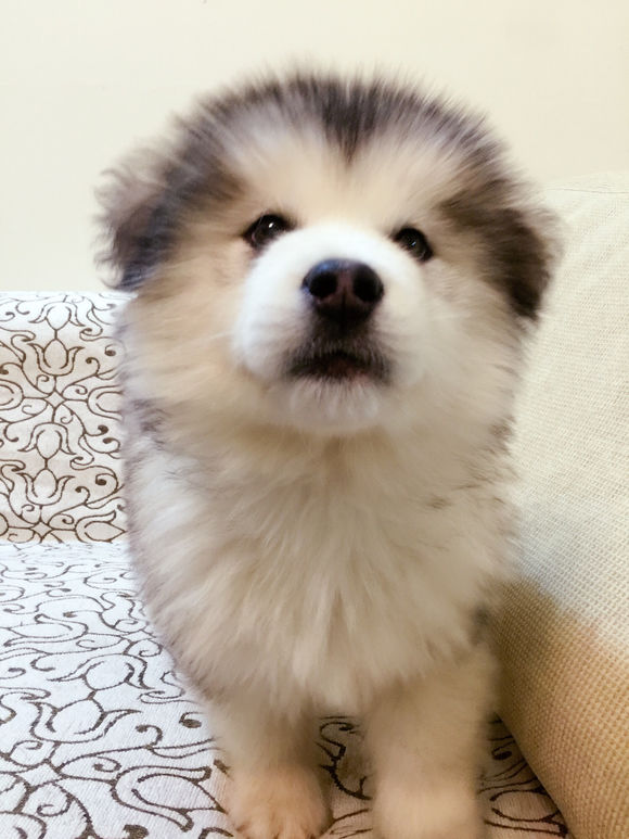 犬种百科之比熊犬,阿拉斯加犬是哪个国家的犬种