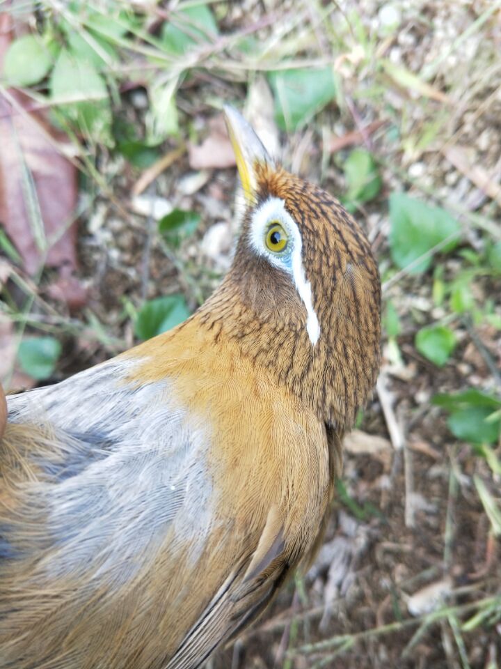 画眉鸟训练方向,画眉鸟怎么调整斗性