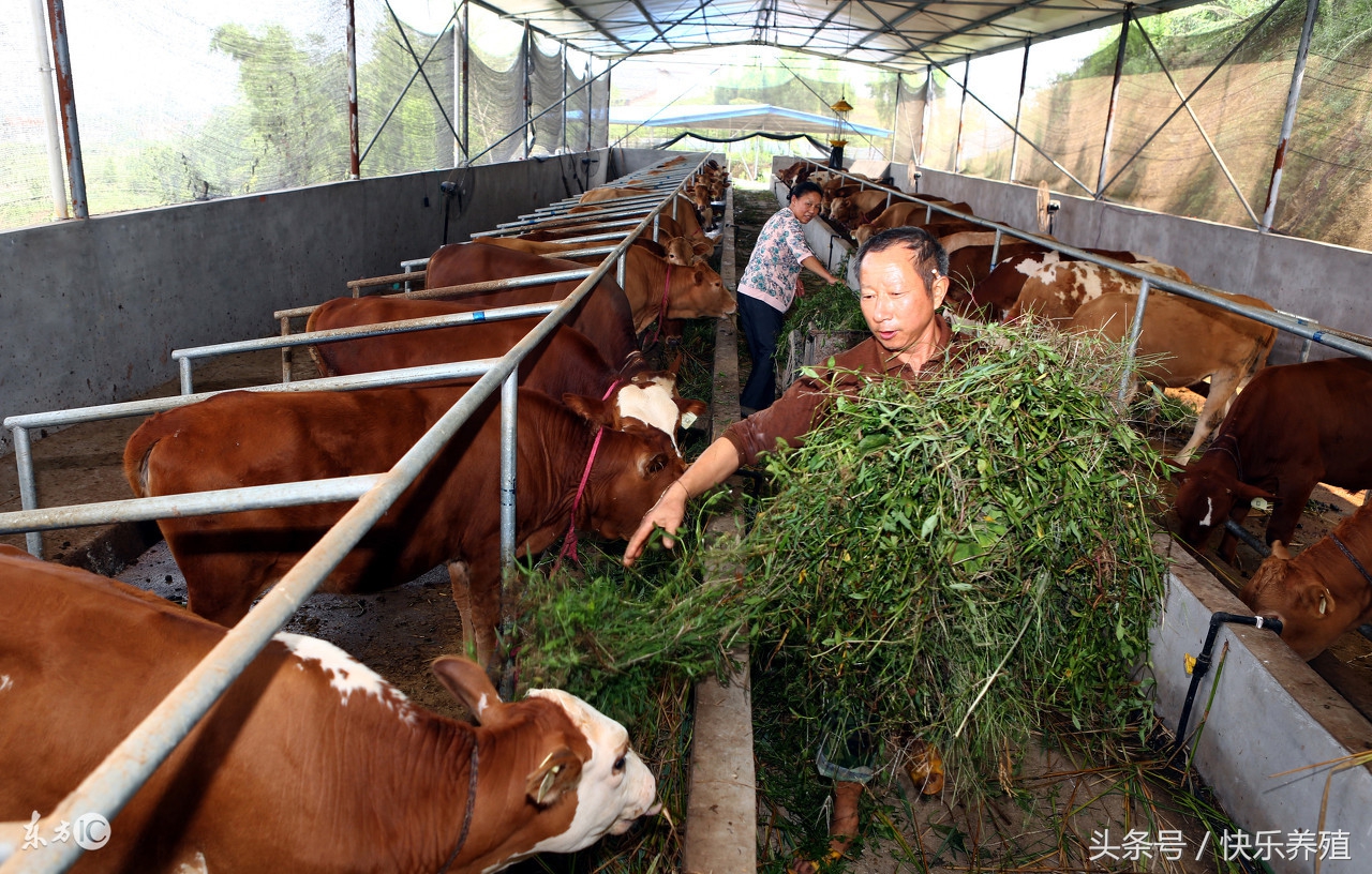 牛吃了塑料袋怎么办缺什么元素,养牛吃塑料袋怎么办