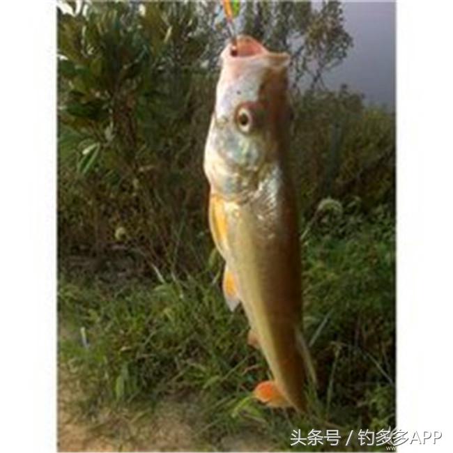 钓叟张演义第二回钓具DIY：擒黄颡首战告捷，失白翘再钓铩羽