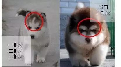 不是所有雪橇犬都像“二哈”这么贱