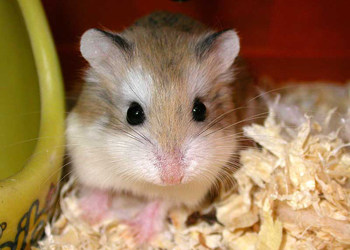 仓鼠饲养箱子,仓鼠饲养基地