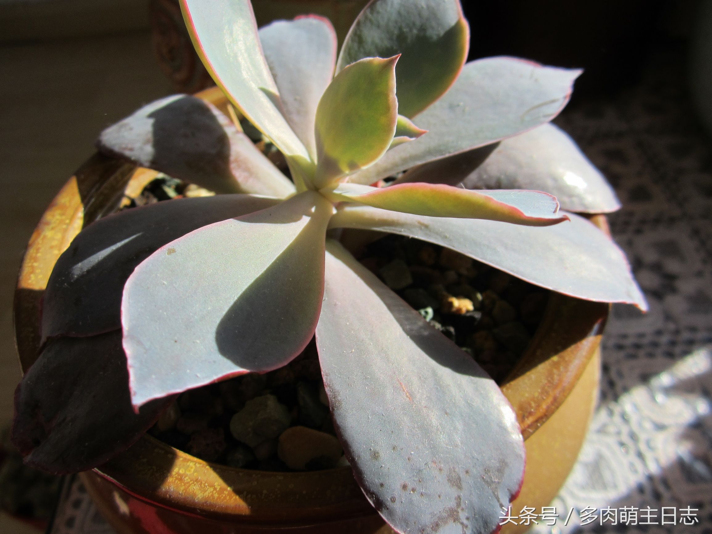 一个半月没回家多肉会怎样,出了趟远门就带了多肉回来